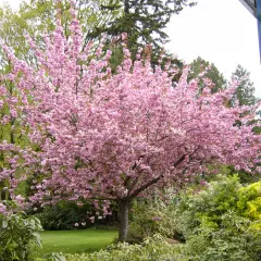 Un albero di ciliegio in fiore, con i suoi rami carichi di fiori rosa, domina un giardino verdeggiante. Intorno, altri piccoli alberi e arbusti creano un paesaggio primaverile.