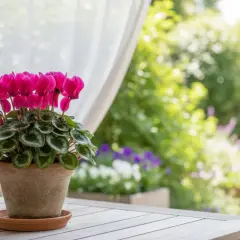 Un vaso di ciclamino rosa fiorito su un tavolo di legno, con un giardino rigoglioso sullo sfondo. La cura del ciclamino è fondamentale per la sua fioritura.