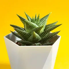 Succulenta Haworthia fasciata in vaso bianco su sfondo giallo. Ideale per chi cerca consigli sulla haworthia fasciata cura.
