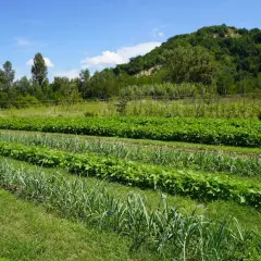 Un rigoglioso orto in permacultura con file ordinate di verdure, tra cui aglio e fagioli, sotto un cielo azzurro.