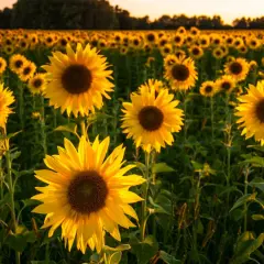 Un campo di girasole fiore baciato dal sole al tramonto. I petali gialli brillano, creando un'atmosfera calda e dorata.