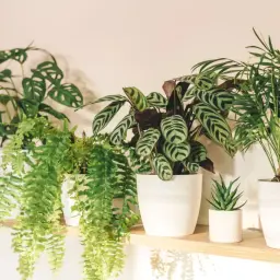 Collezione di piante da interno poca luce: Monstera, felce, Calathea e palma nana su mensola di legno.