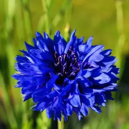 Un vibrante fiordaliso fiore blu intenso, con petali frastagliati che si aprono verso il sole, su uno sfondo sfocato di erba verde.