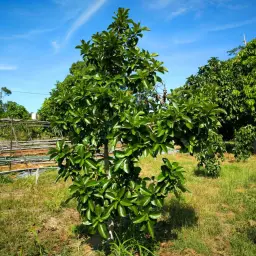 Giovane avocado pianta in un campo soleggiato, con cielo azzurro e nuvole bianche.