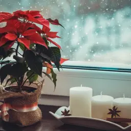 Una stella di Natale rossa e verde, con candele bianche e spezie su un davanzale innevato.