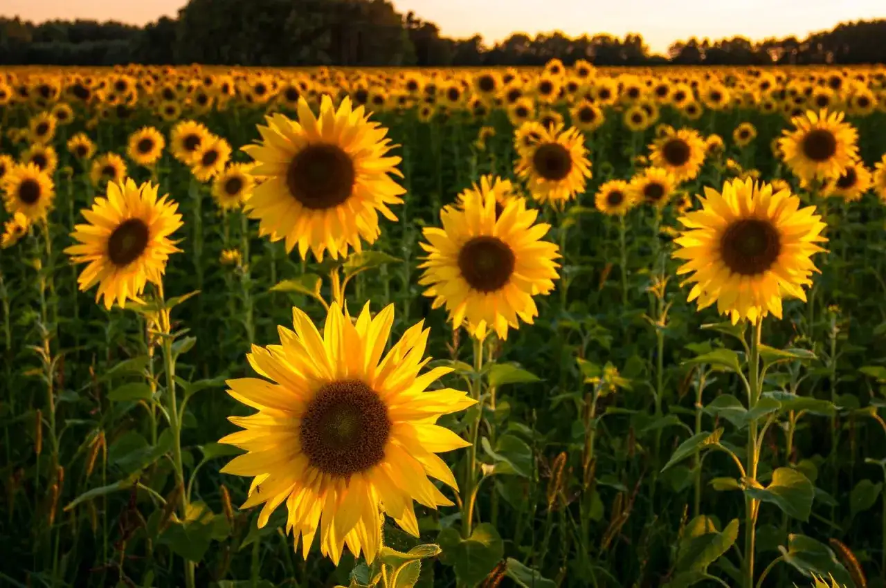 Girasole perfetto - Coltivazione e cura senza errori