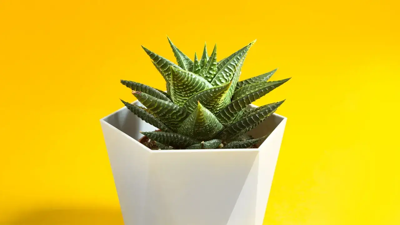 Haworthiopsis fasciata - La guida definitiva per una pianta perfetta