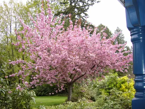 Piccoli alberi per giardino e terrazzo - Scegli il tuo!