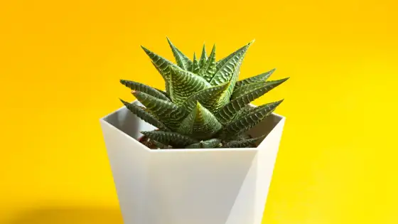 Haworthiopsis fasciata - La guida definitiva per una pianta perfetta